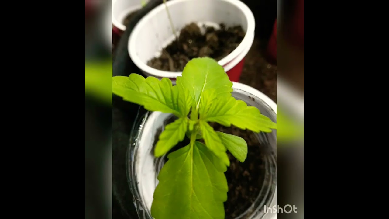Quick Marijuana Grow Slideshow