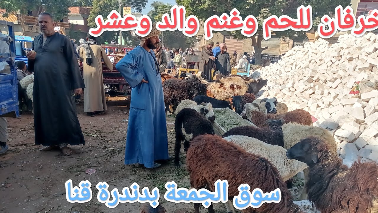 اجمل اسعار الغنم والماعز وخرفان الحم والقانى 👌👌✅سوق الجمعة بدندرة✅✅قنا