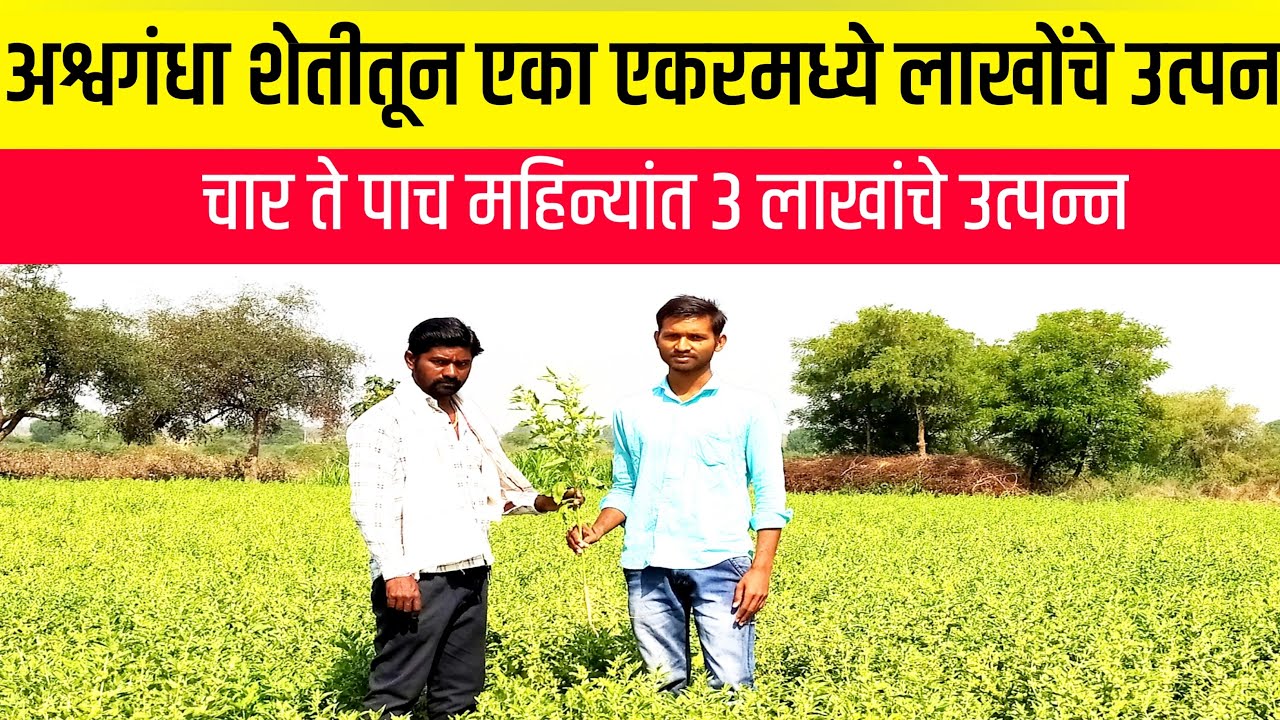 अश्वगंधा शेतीतून अवघ्या 4 ते 5 महिन्यांत 3 लाखांचे उत्पन्न | शेती माहिती व मुलाखत | ashwagandha farm