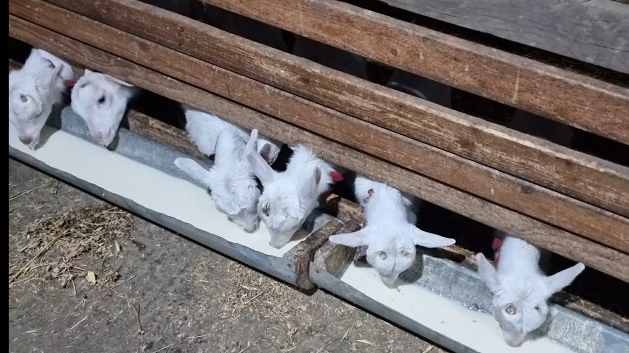 Ințărcăm iezii  ! ( Episodul 2 )