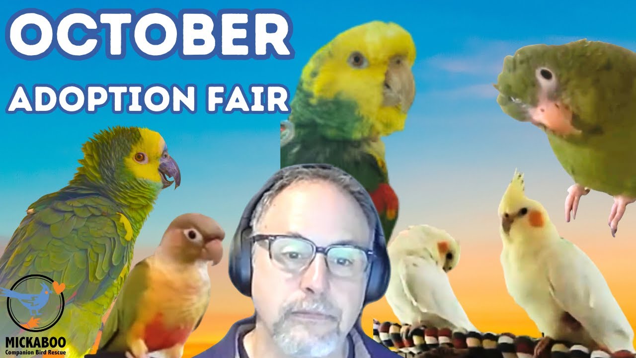 Could you be their next home? October 2023 Adoption Fair - Mickaboo