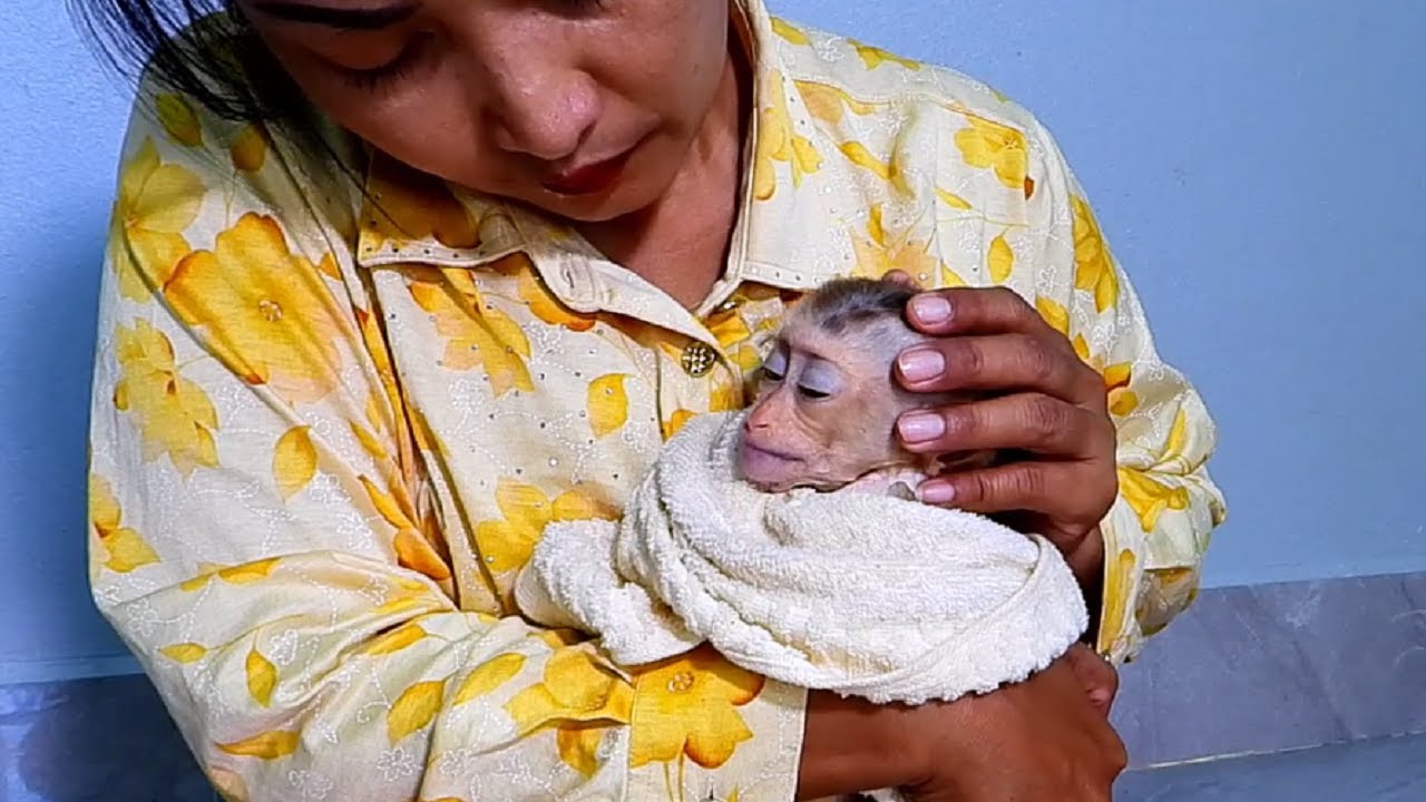 Pity the cute baby monkey is sick, mother taking care
