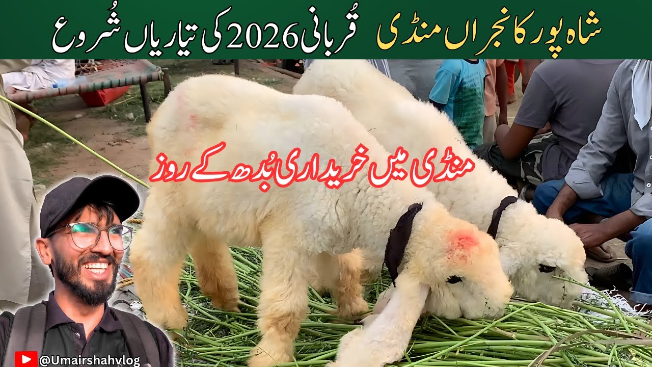 Wednesday Latest Update | Shahpur Kanjra Mandi | Bakra mandi Lahore | Goat Farming | Beautiful Goat