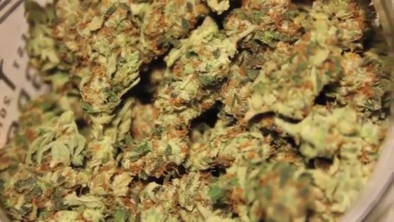 1200W Mars Hydro LED Harvest Results