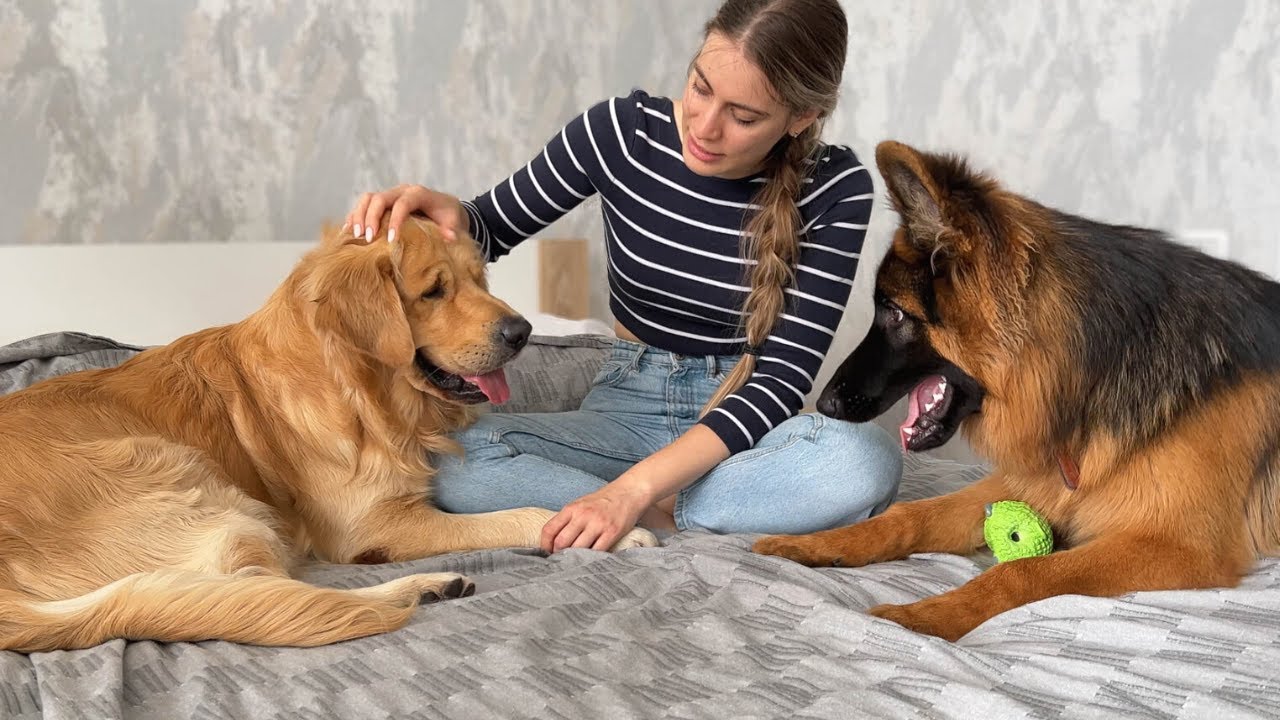 Jealous German Shepherd and Golden Retriever Fight For Mom's Attention