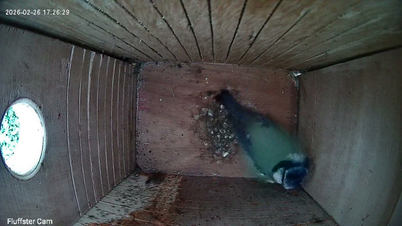 Pecking the place out! 26Feb2026