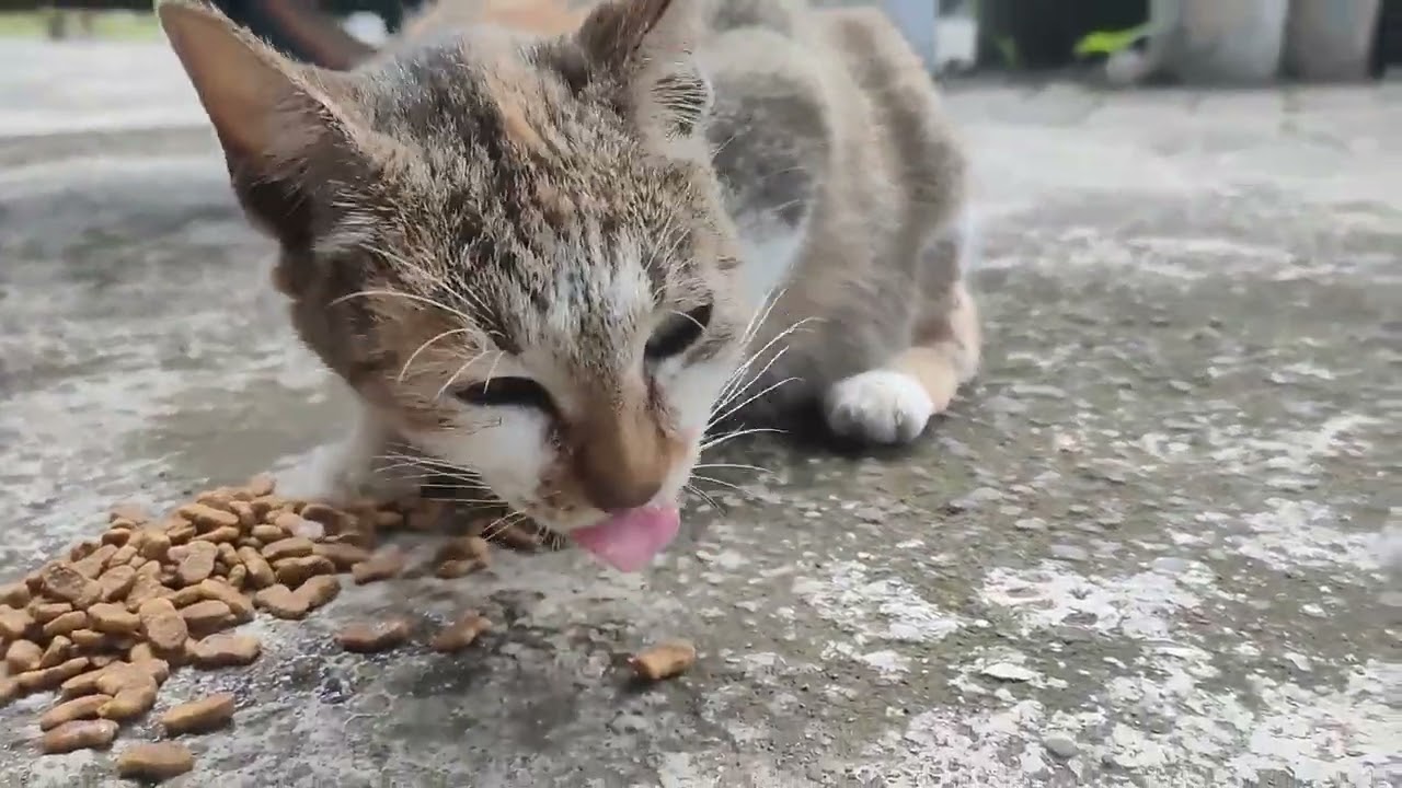 Kucing Jalanan Yang Kelaparan Mencari Sisa Makanan Di Sampah Trotoar!!!