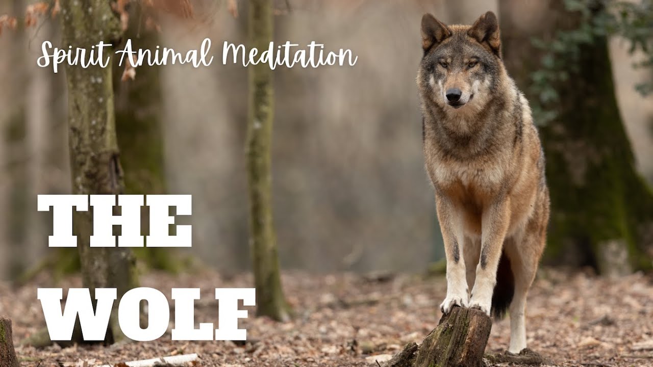 Wolf Spirit Animal Meditation: 20-Minute Soundscape for Intuition & Strength