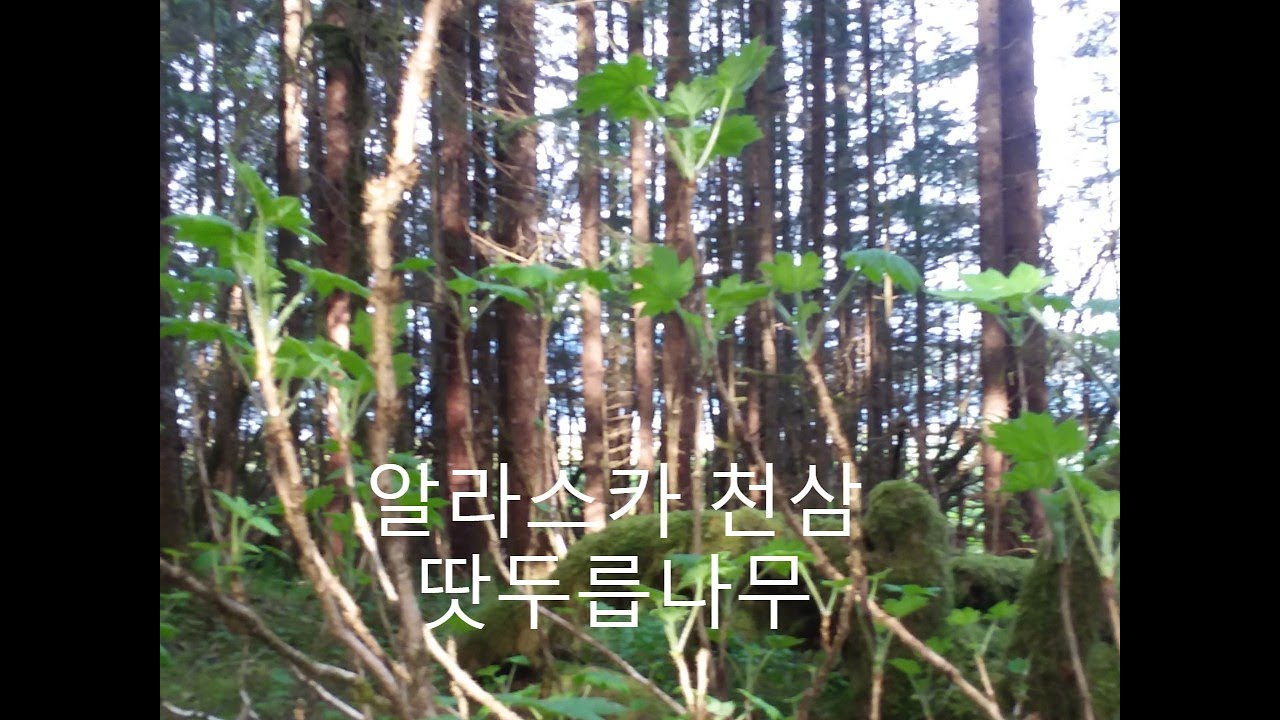 봄나물. 최고의 약초나무. 자연속의 천삼 (땃두릅 나무)  인삼나무.하늘이내린 나무 천삼. 알라스카 천삼 (땃두릅 나무)