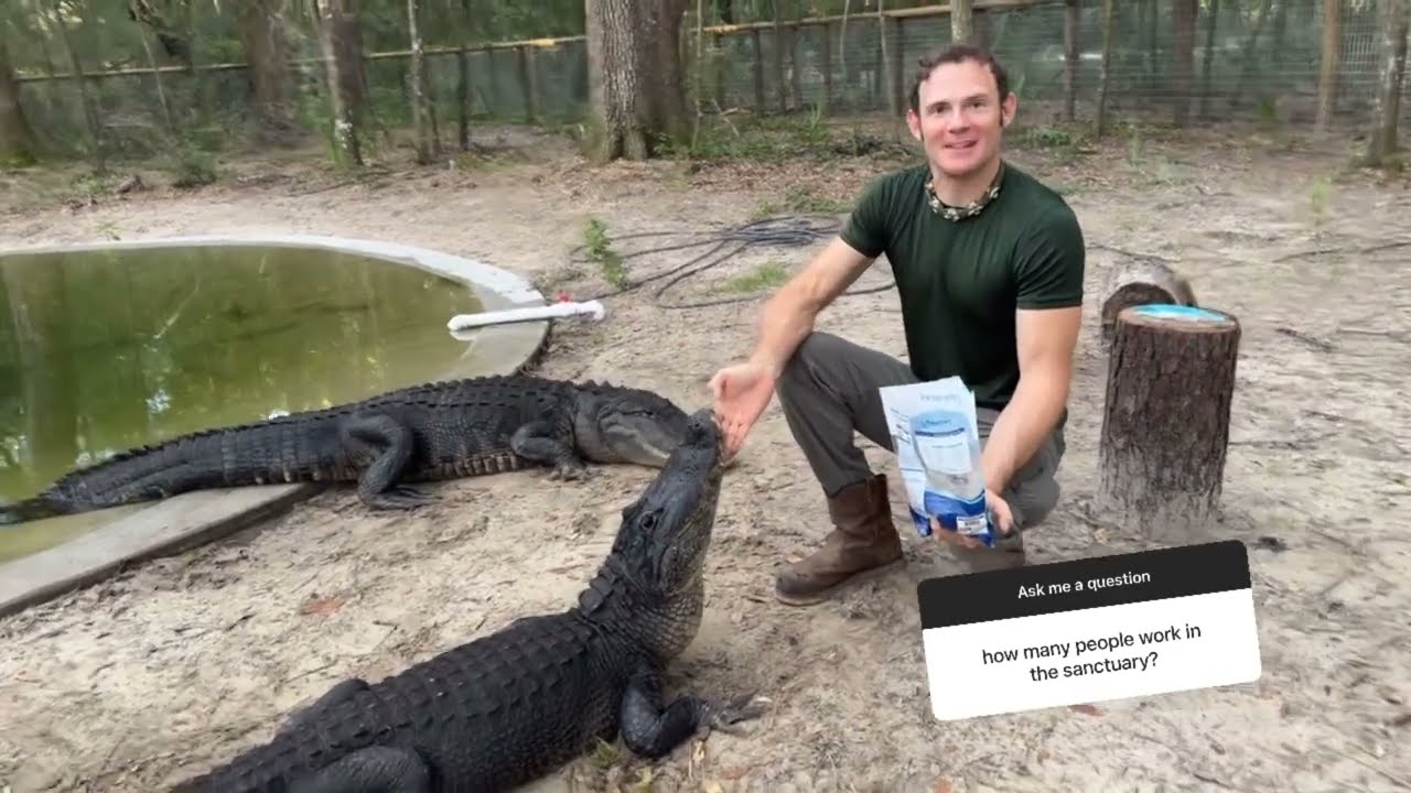 Q&A with the Gators