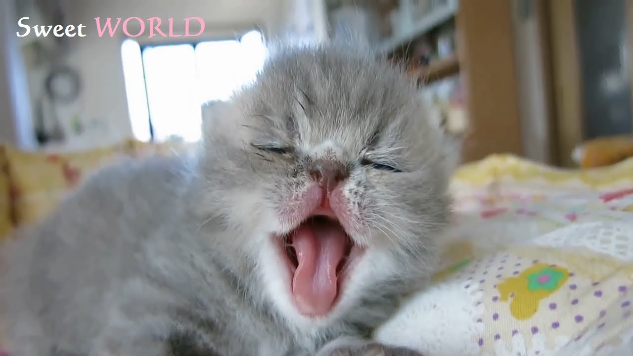 Adorable Sleepy Kitten - Cute Baby Kitten Funny Animal Videos