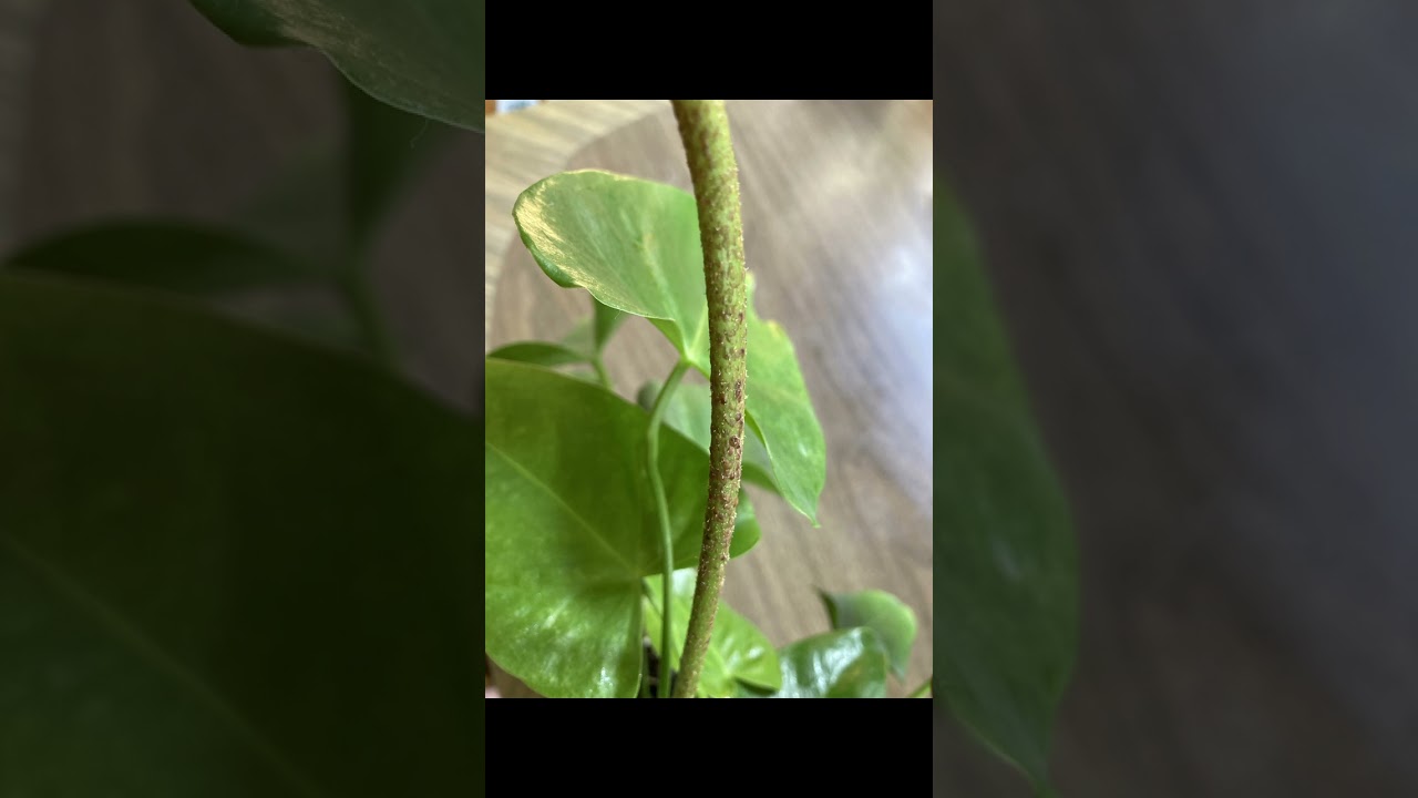 What Scale Looks Like on Houseplants