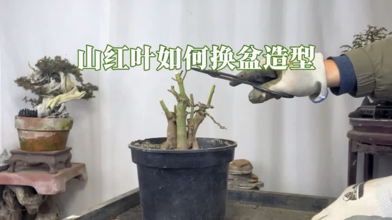 山红叶盆景什么时候换盆好？怎样修剪造型？赶紧看看 园艺师教你，枫树盆景冬季换盆修根以及修剪造型技巧。#微盆景 #盆景 #山红叶 #红枫 #枫树