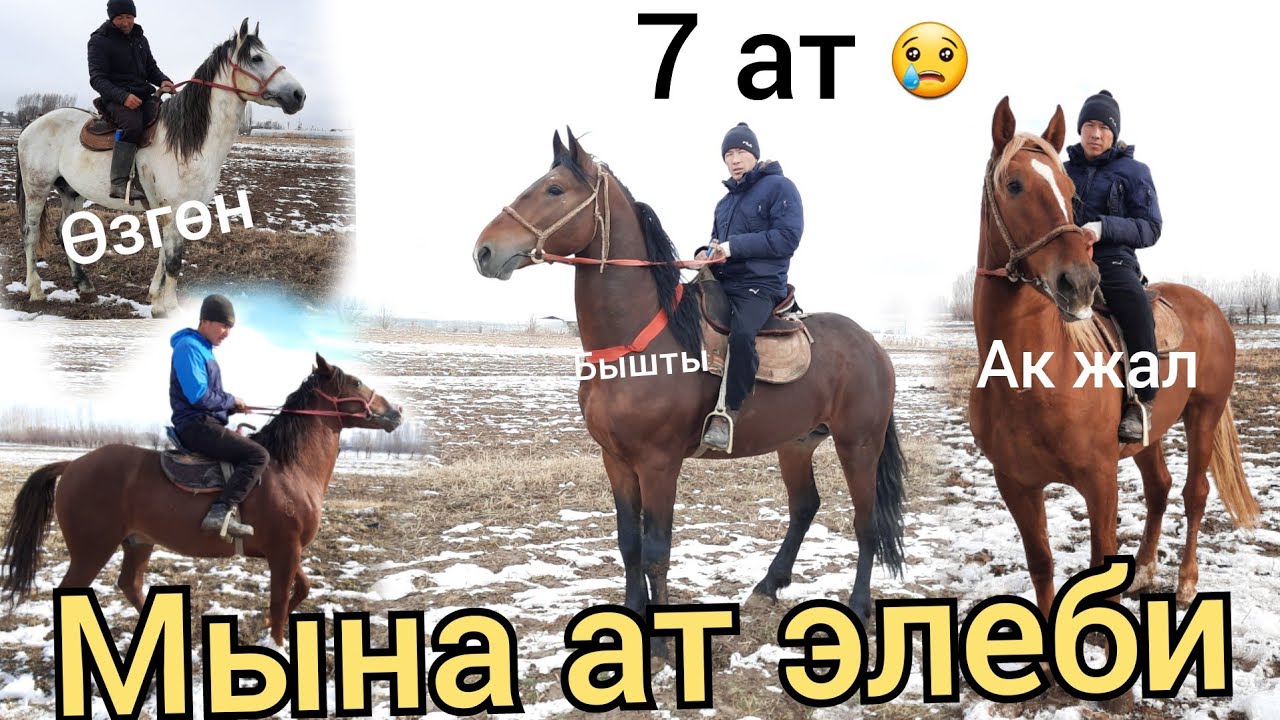Улакчынын 7 аты чыкты 😢 саткан себеби экрандан айтылды КУРЧ УЛАКТЫН АТТАРЫ ОТУЗ АДЫРДА