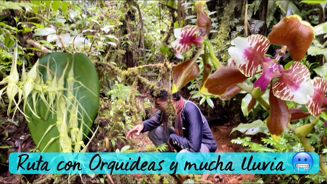 RUTA con ORQUIDEAS y mucha lluvia