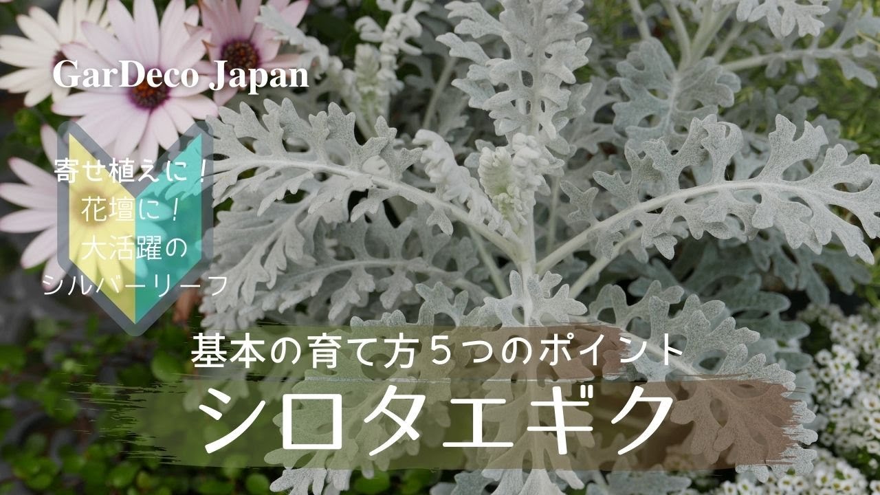はじめてのシロタエギク基本の育て方５つのポイント