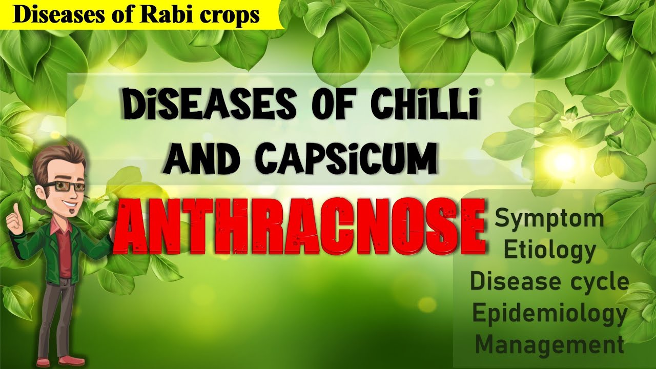 Diseases of Chilli and Capsicum | Anthracnose and Fruit Rot