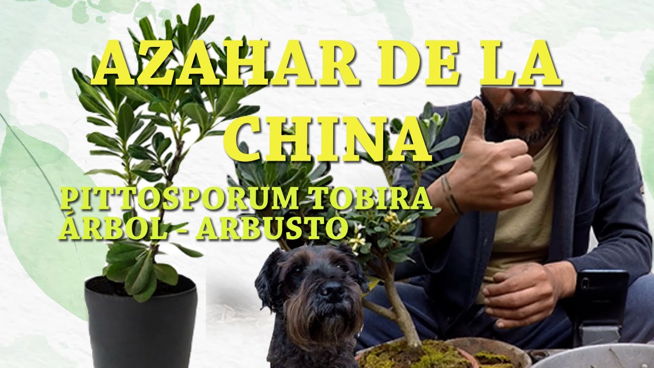 Azahar de la china
