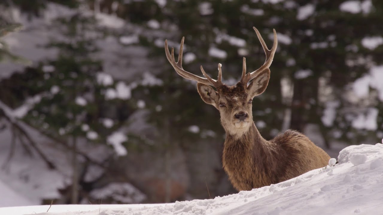 Cotton's dream  (Nadia's theme)