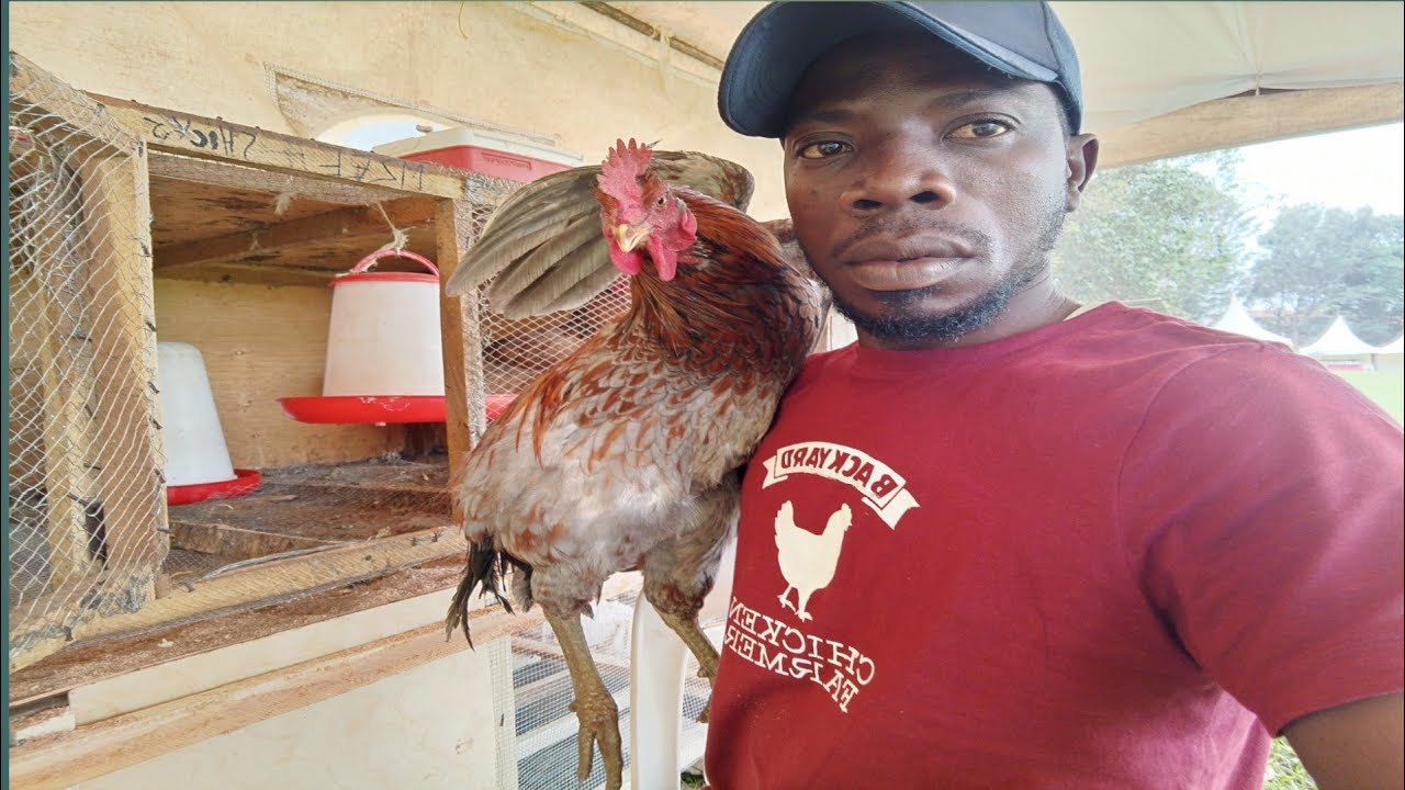 LOCAL CHICKEN BREED SELECTION AND BROODING TECHNICS.