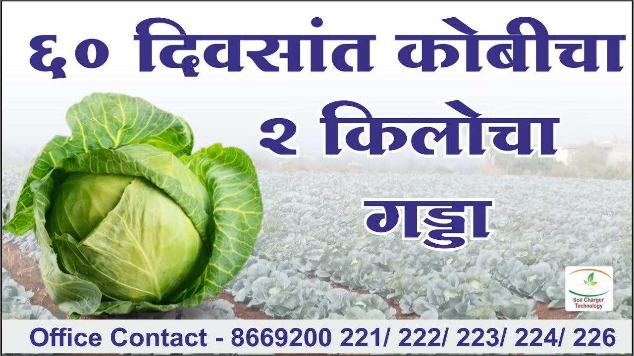 Soil charger tech.🥬60 दिवसांत कोबीचा 2 किलोचा गड्डा 💪 एक फूट रूंदीचे जाड पान, एक्स्पोर्ट क्वालीटी