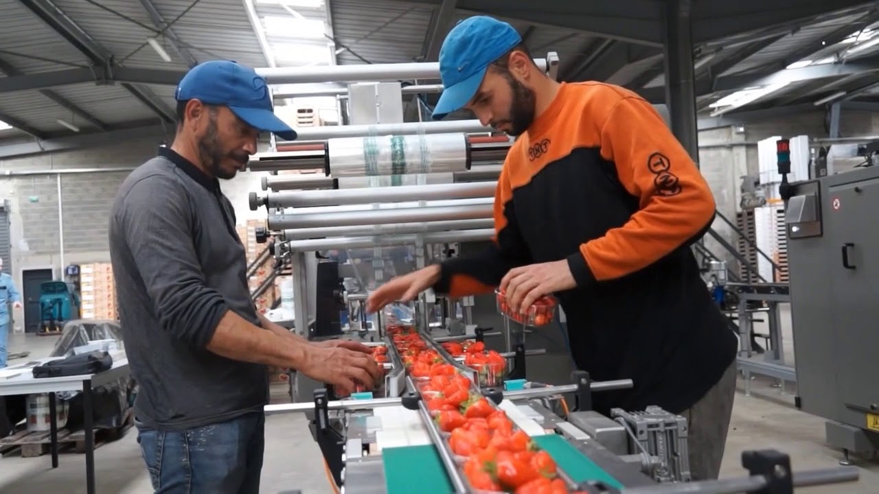 Récolte des Fraises et Station de Conditionnement