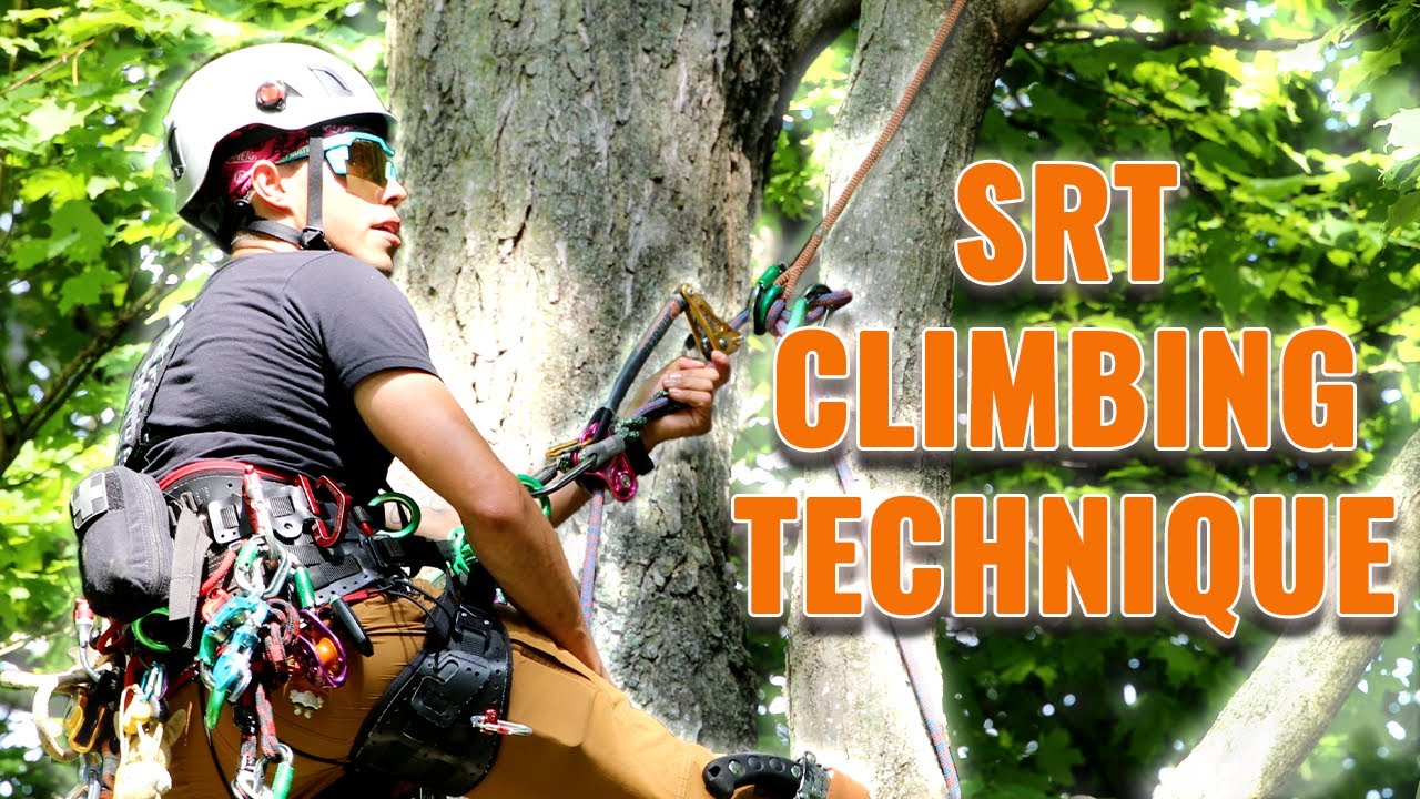 Tree Climbing Anchors: Turning your Basal into a Canopy!