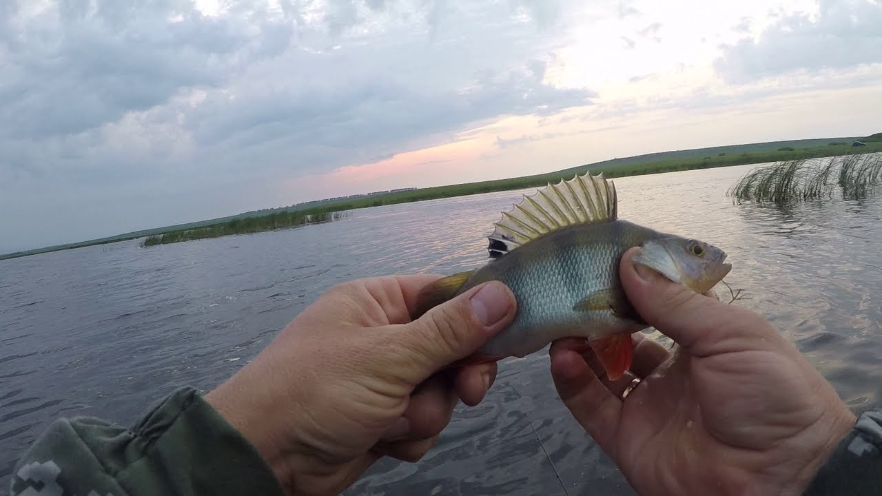 РЫБАЛКА  НА СПИННИНГ КРУЖКИ ОКУНЬ ЩУКА
