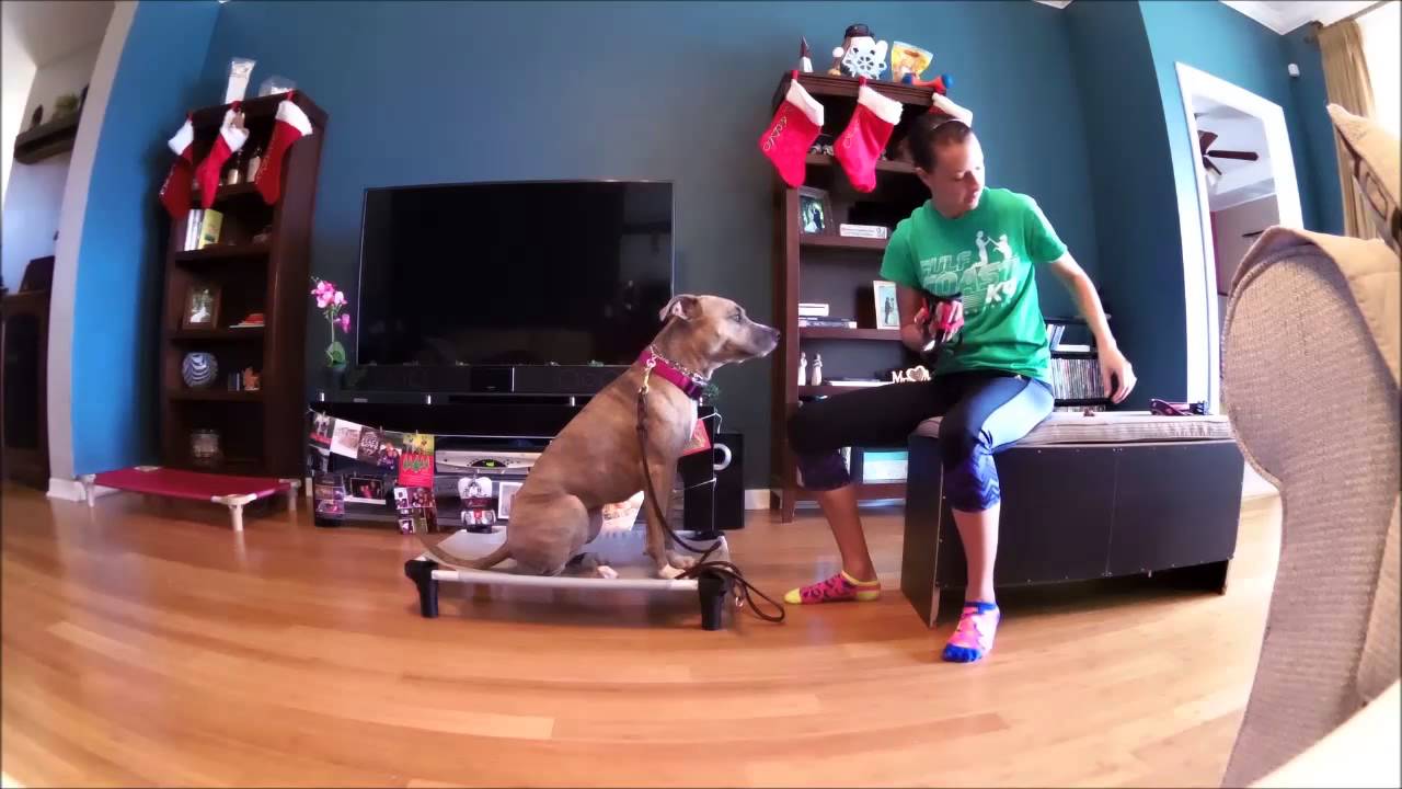 Muzzle Conditioning Protocol