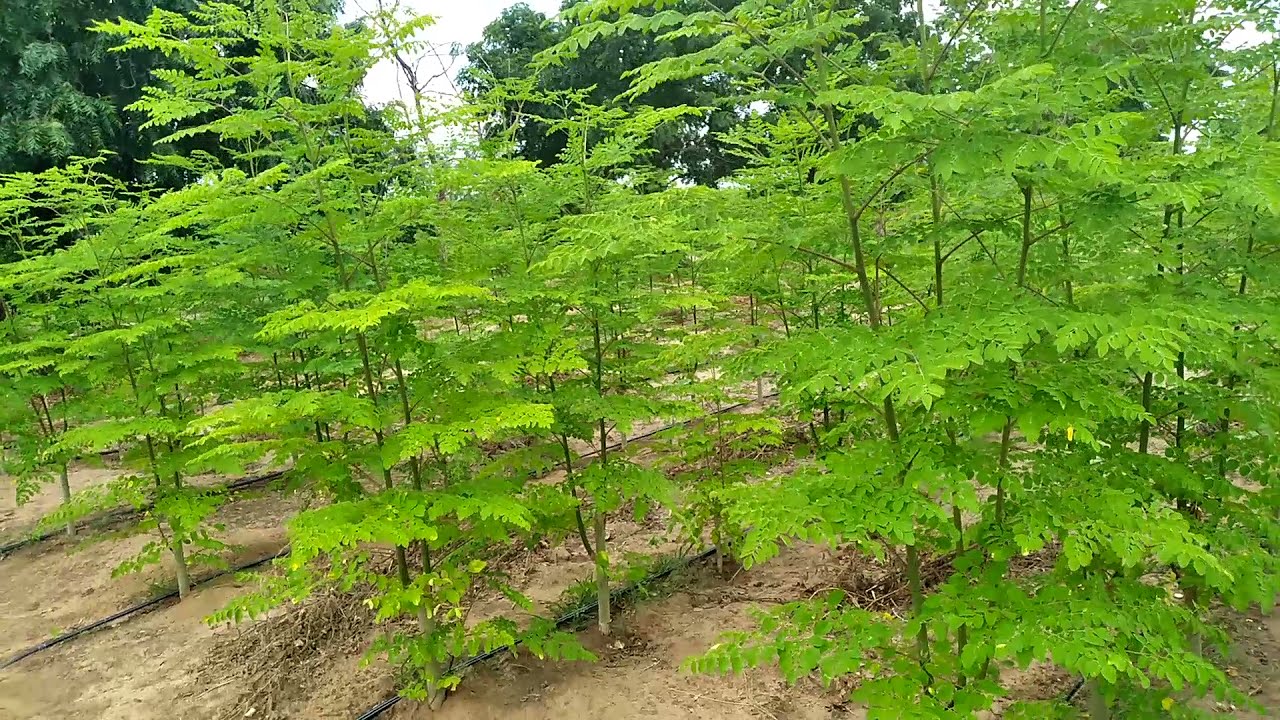 #Moringa - 2021 - plantio de moringa no segundo corte - Fazenda Monte Belo - fev de 2021