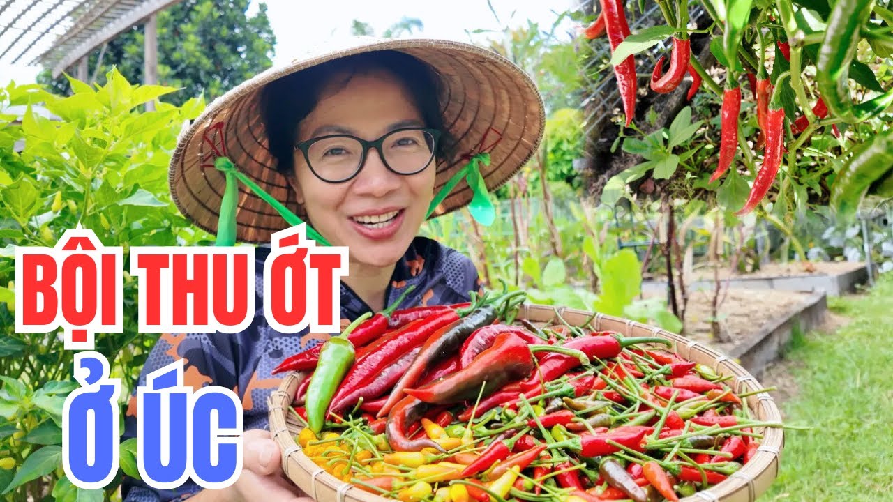 Cuộc Sống Úc - Ớt Sai Trĩu Quả - Thu Hoạch Tổng Hợp Các Loại Ớt Trong Vườn Rau Việt