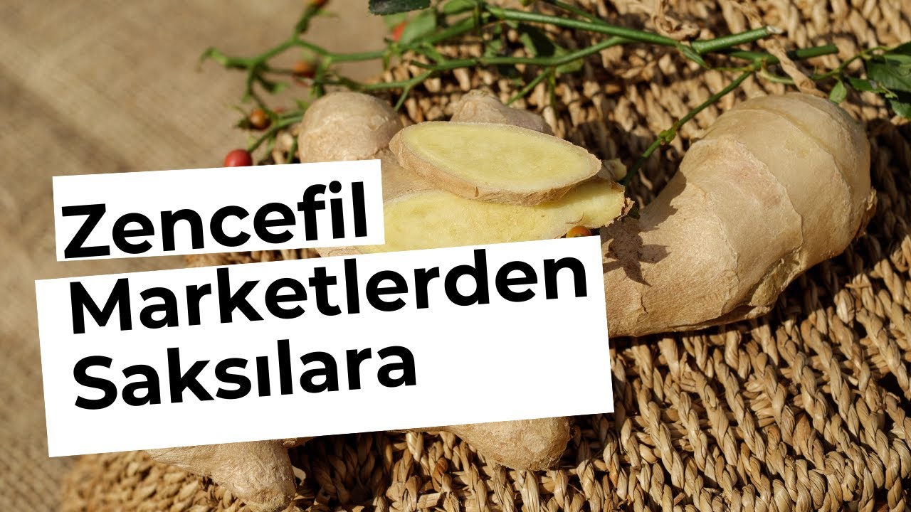 ZENCEFİL / MARKETLERDEN SAKSILARA