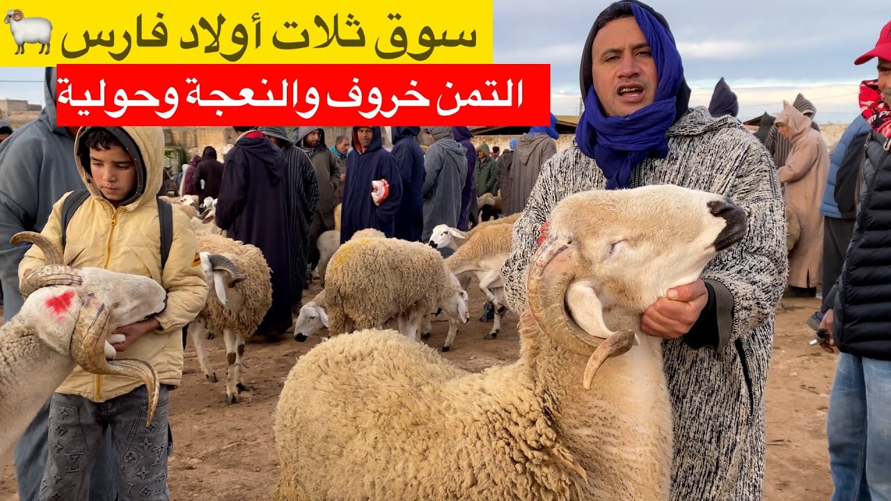 مباشرة من سوق ثلات أولاد فارس 13/01/2026 مع التمن حولي والنعجة وحولية 🐏🇲🇦