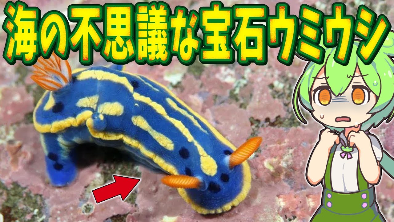 海の宝石「ウミウシ」の謎！水族館での飼育が難しい理由とは？【ずんだもん解説】
