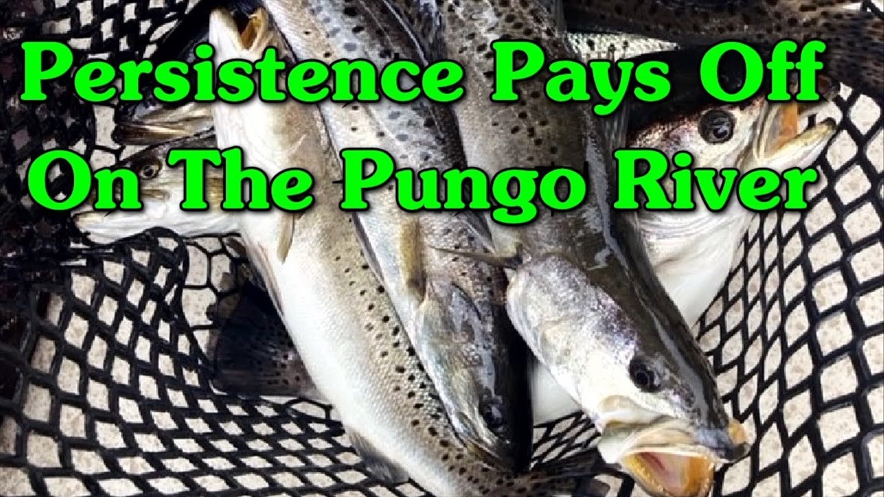 How to locate Trout in tough conditions! Persistence pays off!