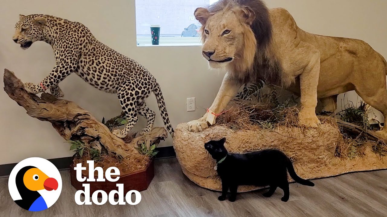 Кот из приюта теперь работает в музее | The Dodo