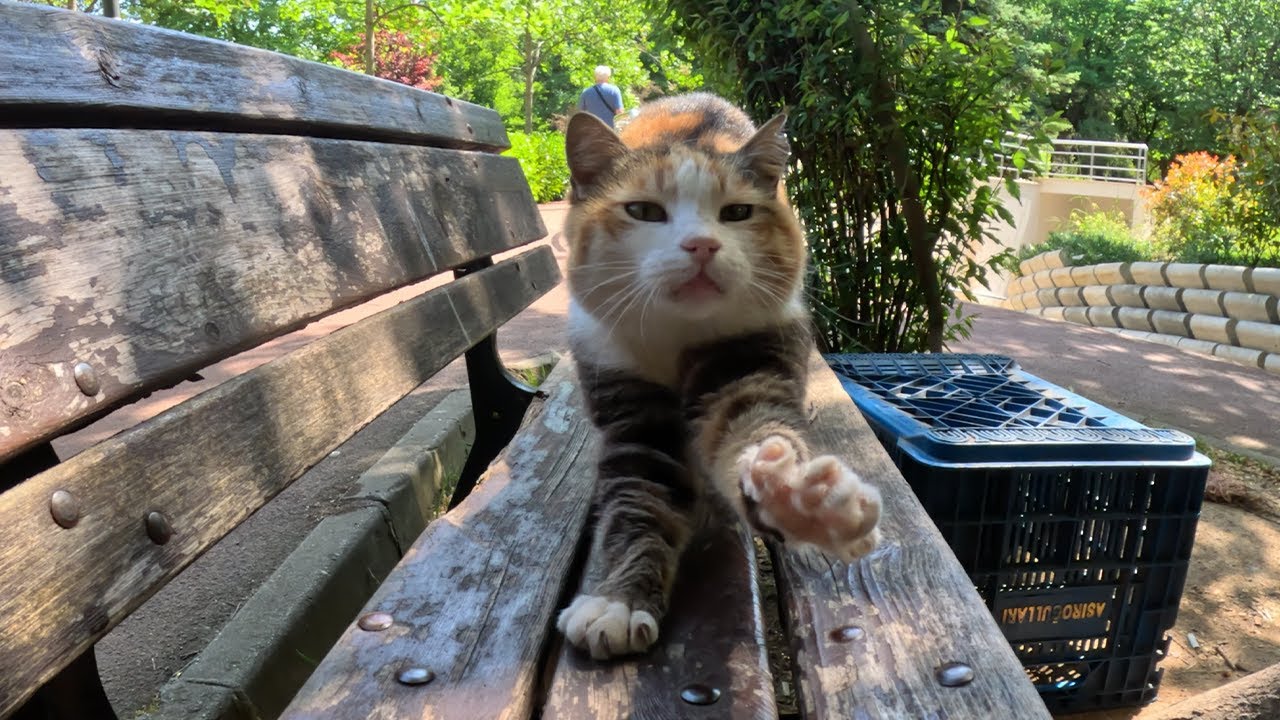 Stray cat was so happy that a human paid attention to her