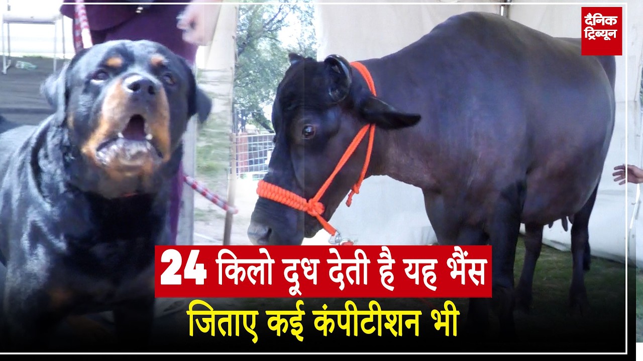 चंडीगढ़ पेट एक्सपो 2026,  हर नस्ल के डॉग्स, कैट, हॉर्स, भैंस दिखेगी इस एक्सपो में