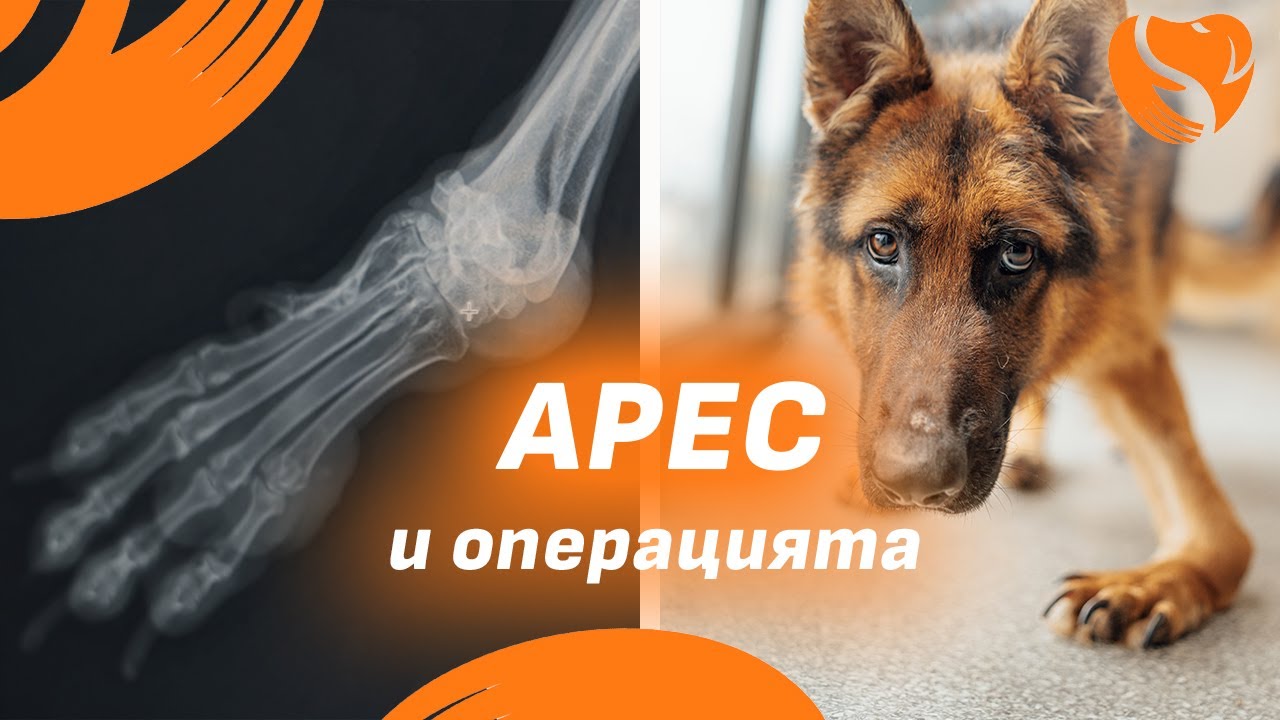 Кучето Арес и операцията | Спешно отделение #dogrescue #beforeandafter