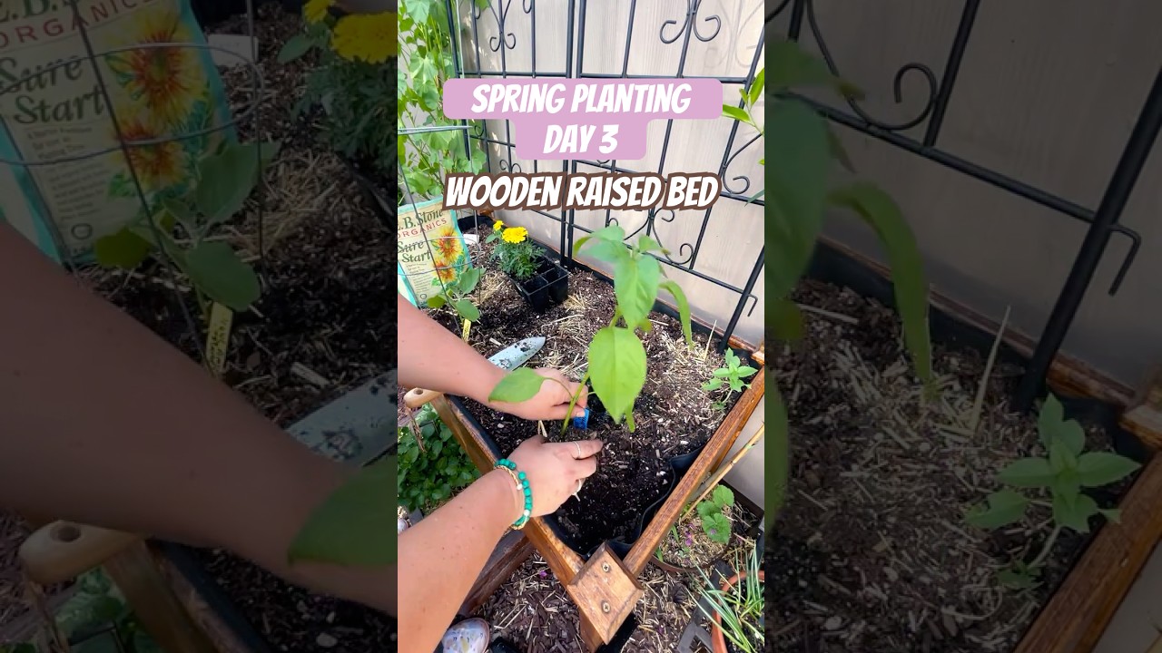 Spring Planting For Summer Harvests 🥒🌶️🍆✨ #mybackyardgarden #growfood #springplanting #gardening