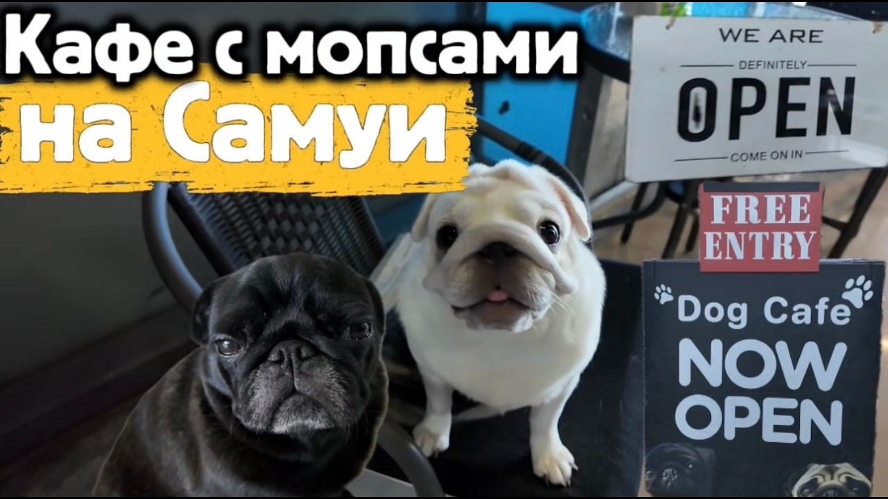 Нас окружили МОПСЫ! 🐶 Самое необычное кафе на Самуи