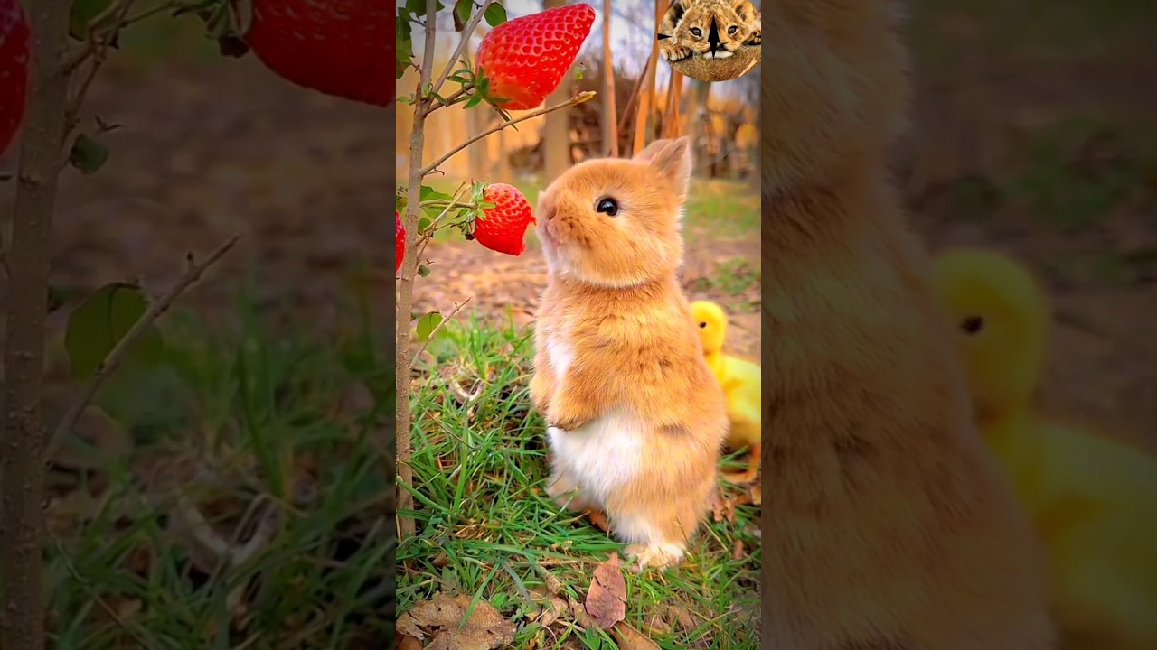 Rabbit eat  strawberry #animals #shorts #youtubeshorts