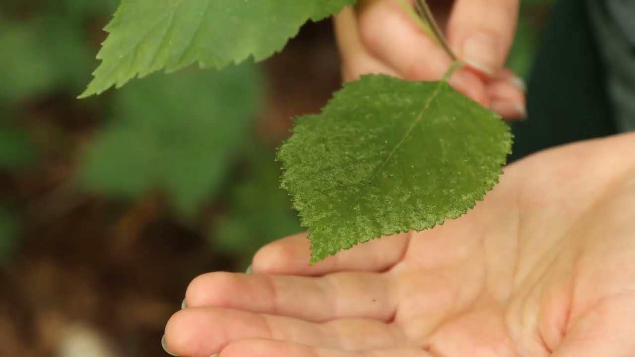 Plant ID: paper birch (Betula papyrifera)