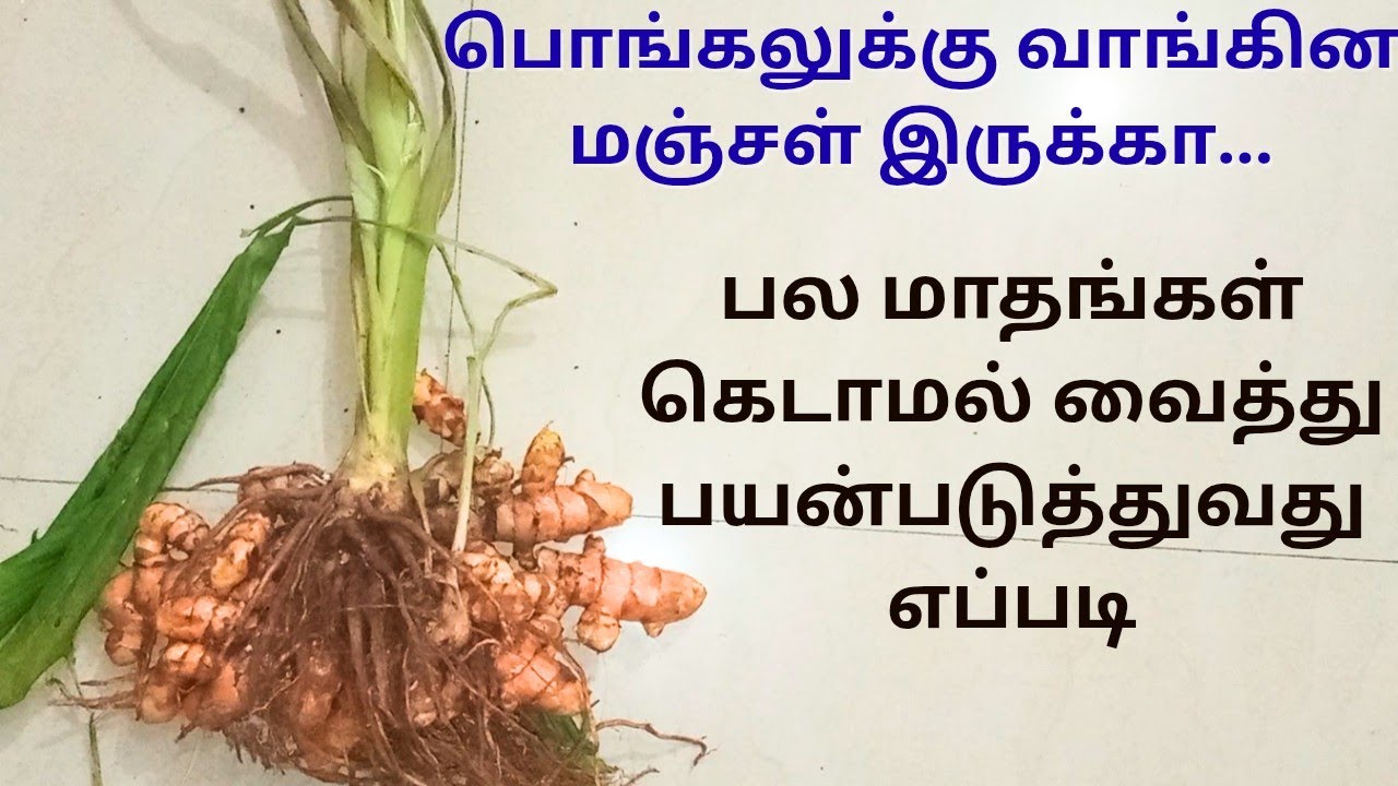 அடடா! இத்தனை  நாள் தெரியாம போச்சே|  பொங்கலுக்கு வாங்கின மஞ்சளை இப்படி யூஸ் பண்ணுங்க|pongal manjal 
