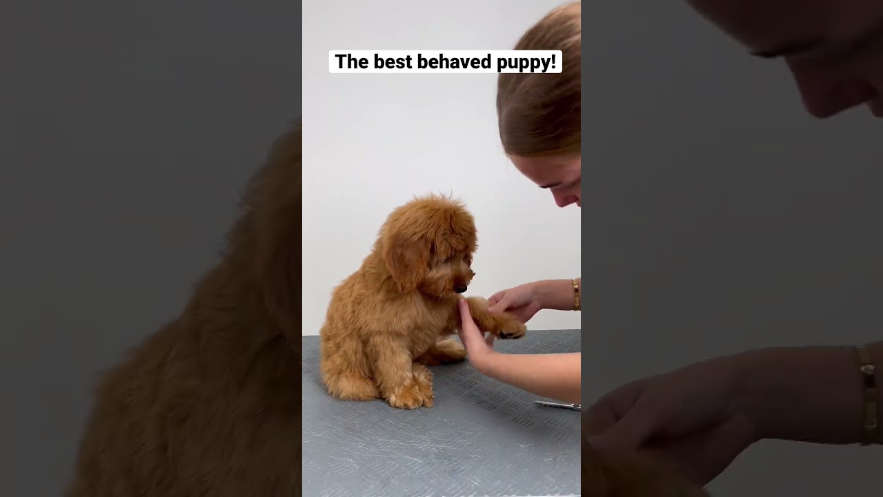 Cockapoo puppy&rsquo;s first grooming experience, couldn&rsquo;t be more relaxed 😍