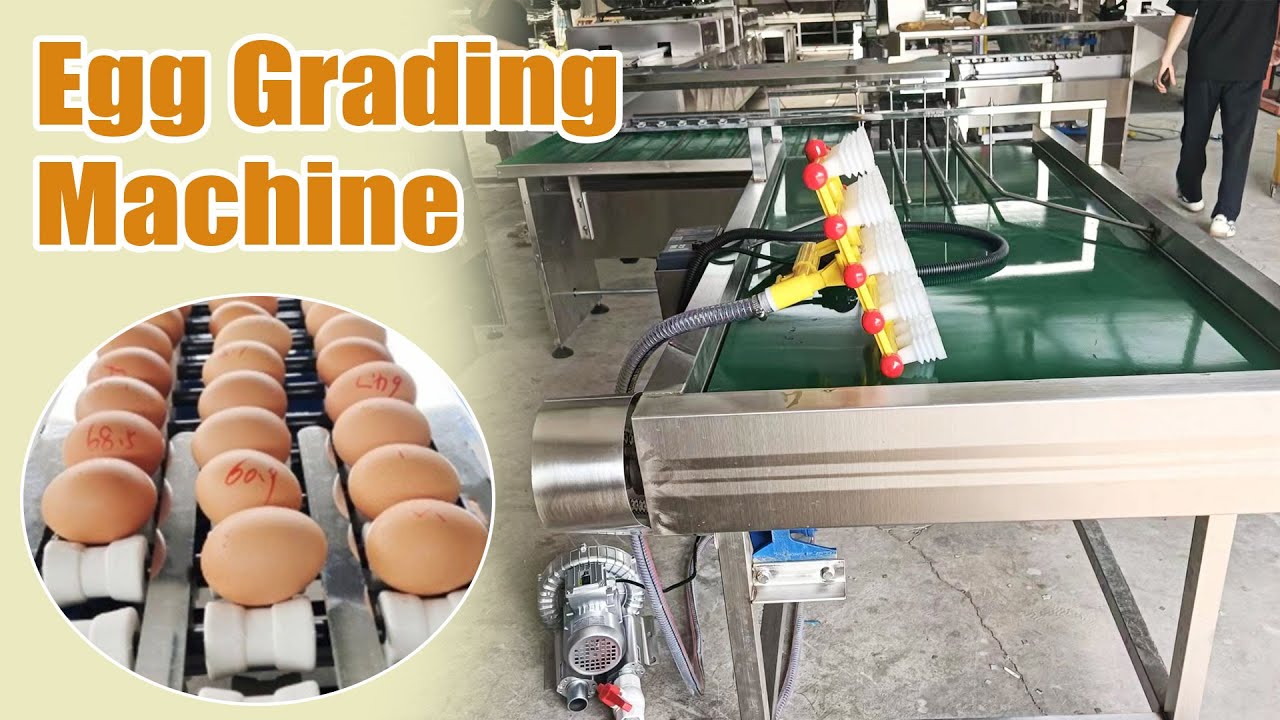 Automatic Egg Grading Machine | Fast & Accurate Egg Sorting Demo 🥚⚙️#egg #egggradingmachine