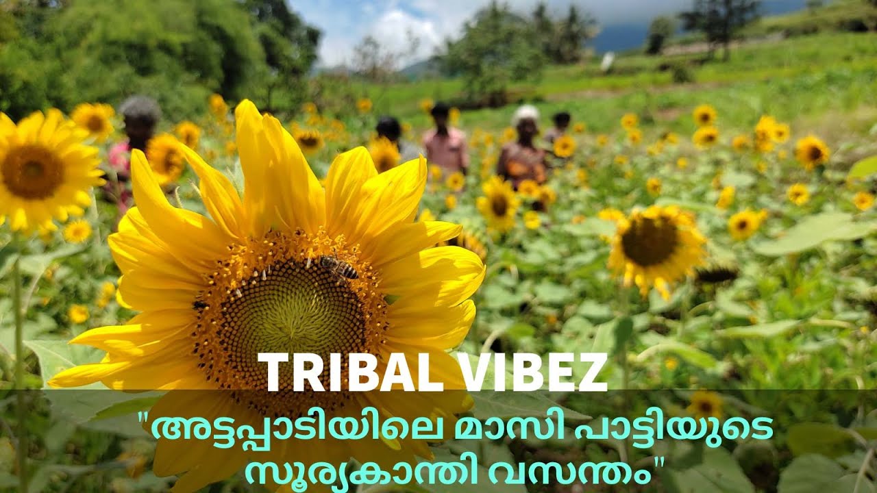 Sunflower farming / Attappadi - Vallavetti Ooru / Tribal Vibez / Karthik & Ramesh
