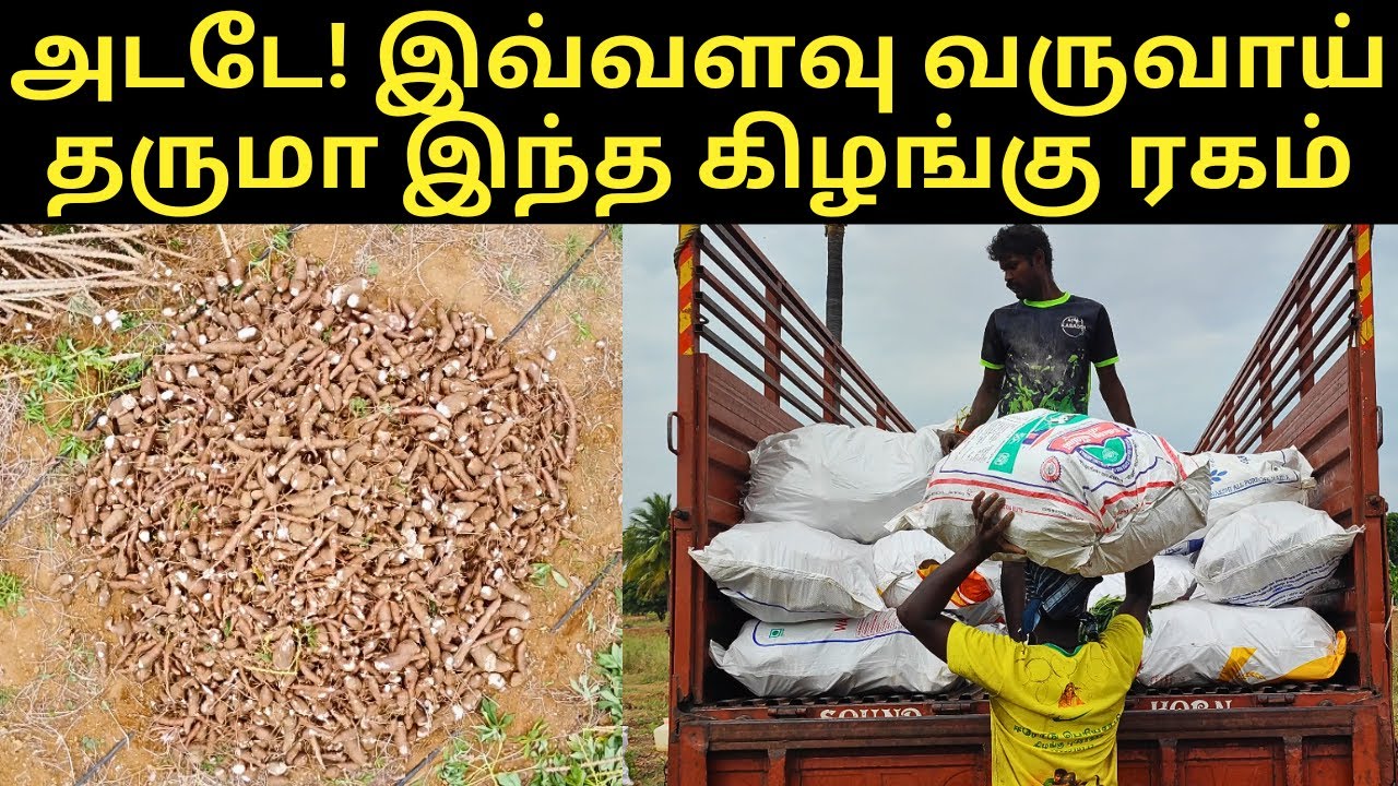 இப்படி ஒரு கிழங்கா குலராமன் கிழங்கு | Cultivating the kularaman tapioca plant - verukkuneer