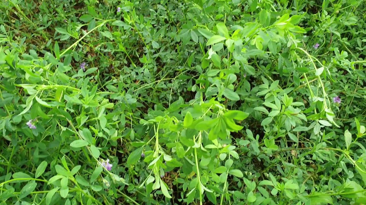 Panen Perdana Alfalfa Tropik Pada5 bulan Setelah Tanam, plus 1 Pekan Regrowth Perdana