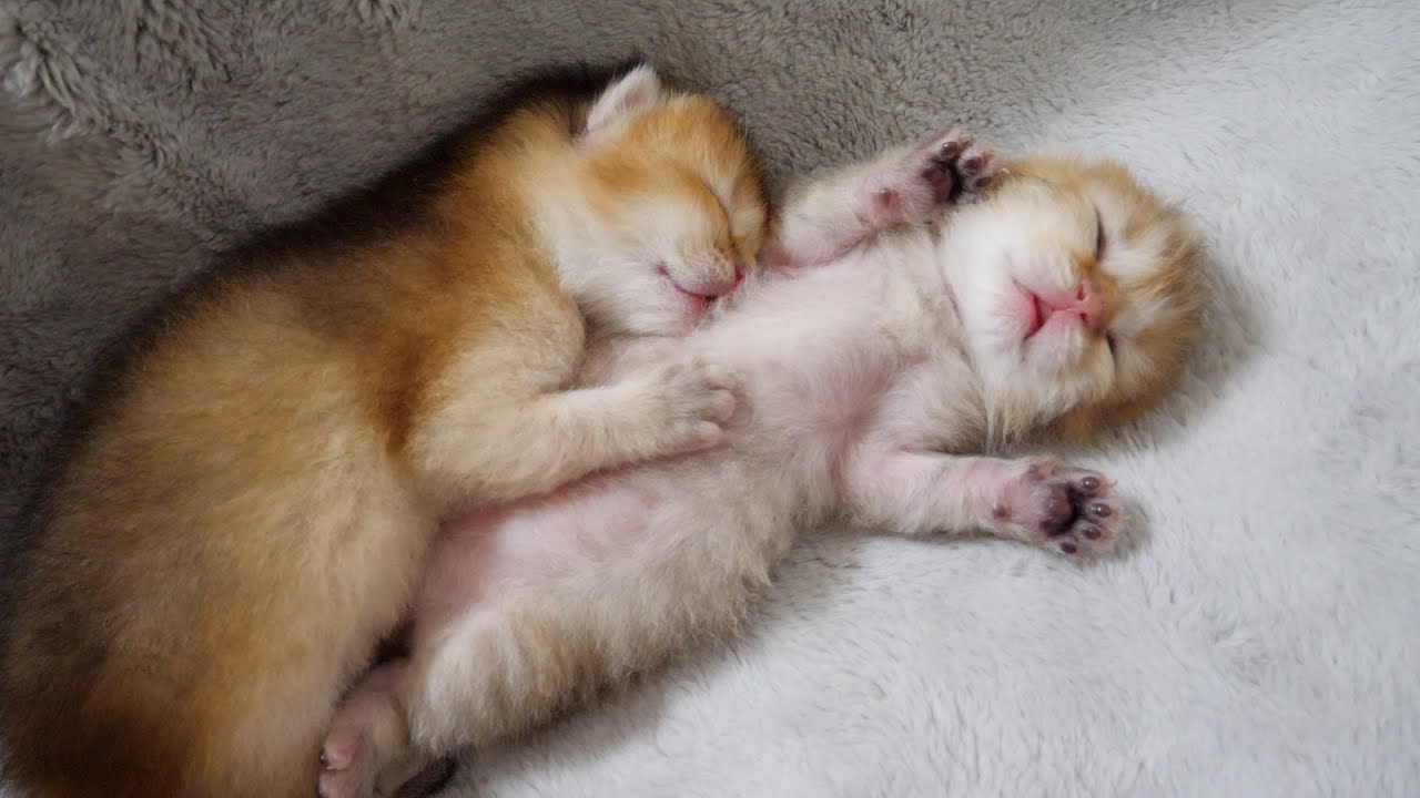 Kittens raised in too safe environments turn over and sleep